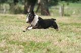 BULL TERRIER MINIATURE 080